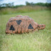 Wildcrete Tortoise
